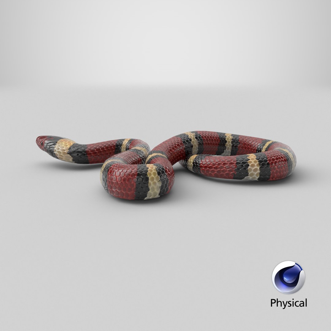 Scarlet Kingsnake PBR 3D model https://p.turbosquid.com/ts-thumb/MH/ZDy5pT/HL/stemcell_cinema_4d_physical_render/png/1722963794/1920x1080/fit_q87/32032985238e73ee6825ab65030cc521077552fc/stemcell_cinema_4d_physical_render.jpg