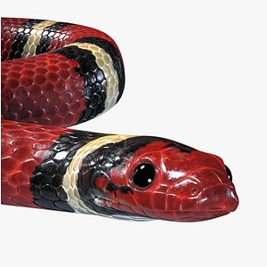 Scarlet Kingsnake PBR 3D model