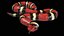 Scarlet Kingsnake PBR