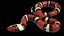 Scarlet Kingsnake PBR