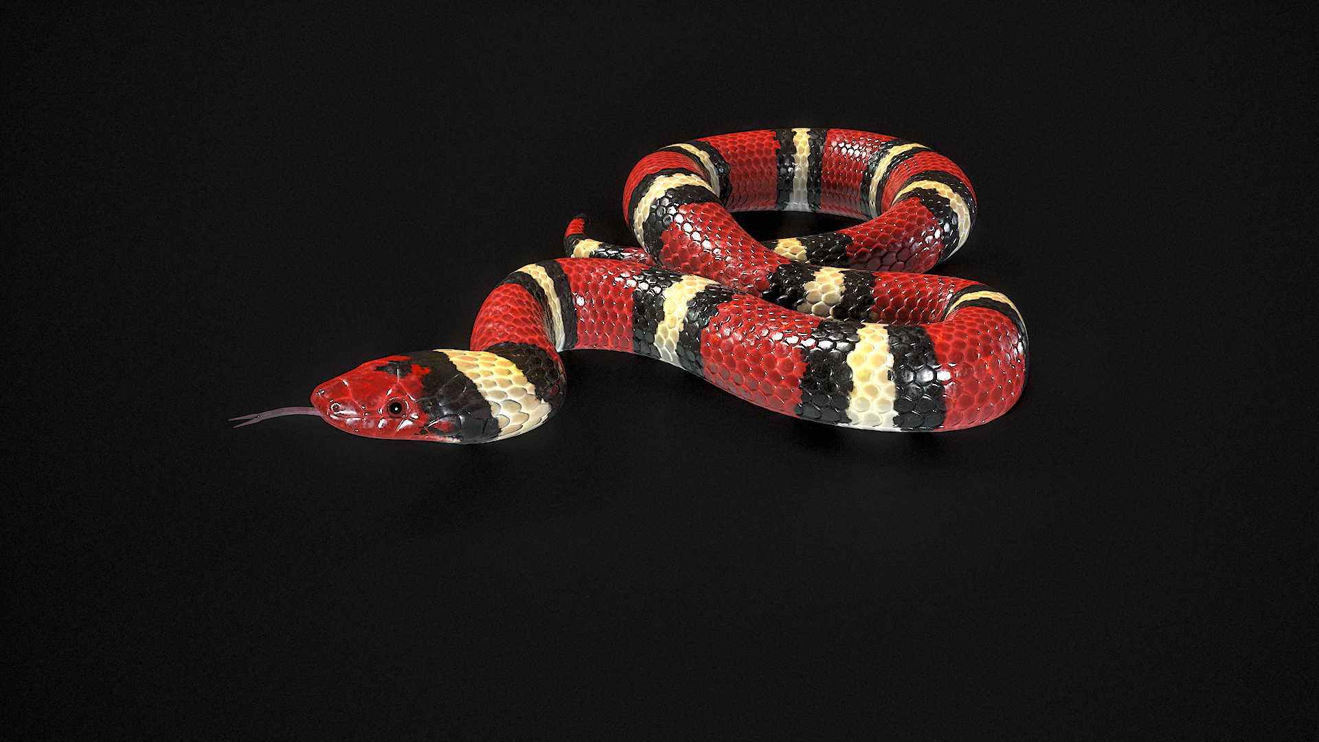 Scarlet Kingsnake PBR 3D model https://p.turbosquid.com/ts-thumb/MH/ZDy5pT/gd/00/png/1688992993/1920x1080/turn_fit_q99/aa897640fe32daf29db3988593a471c7c2e5c2d9/00-1.jpg
