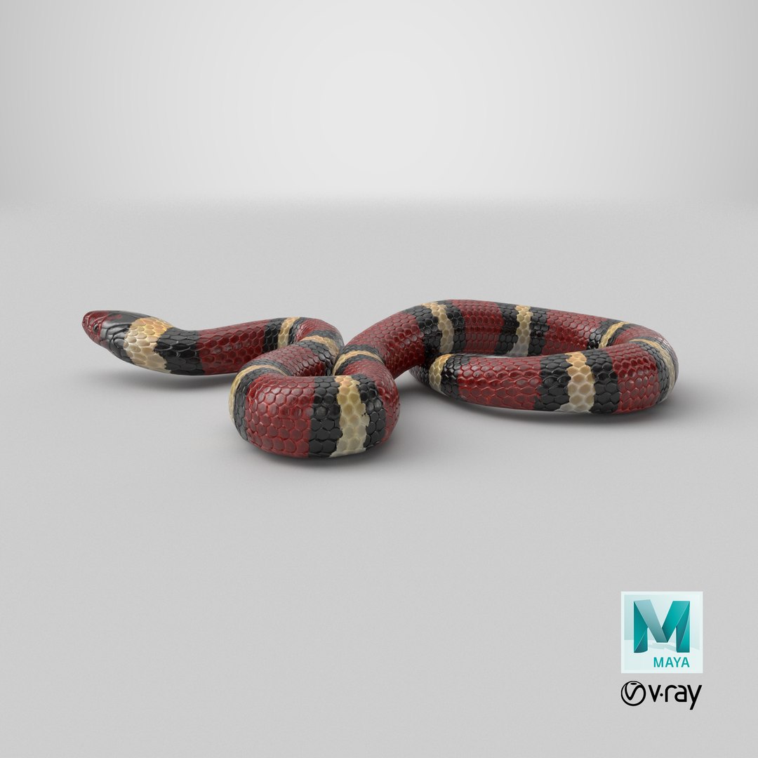 Scarlet Kingsnake PBR 3D model https://p.turbosquid.com/ts-thumb/MH/ZDy5pT/jC/stemcell_maya_vray_render/png/1722963790/1920x1080/fit_q87/849930ca5a169bce01732363f727a5dc64a505cc/stemcell_maya_vray_render.jpg