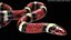 Scarlet Kingsnake PBR