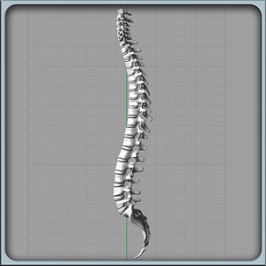 Human Spine Solidworks