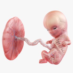 3D Fetus Anatomy Week 11 Animated