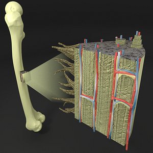 Bone histology anatomy