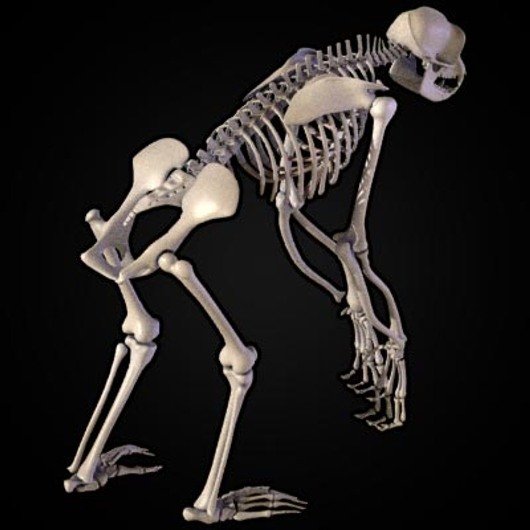 Включи скелет 3. Скелет обезьяны. Скелет шимпанзе. Скелет мартышки. Копчик шимпанзе.
