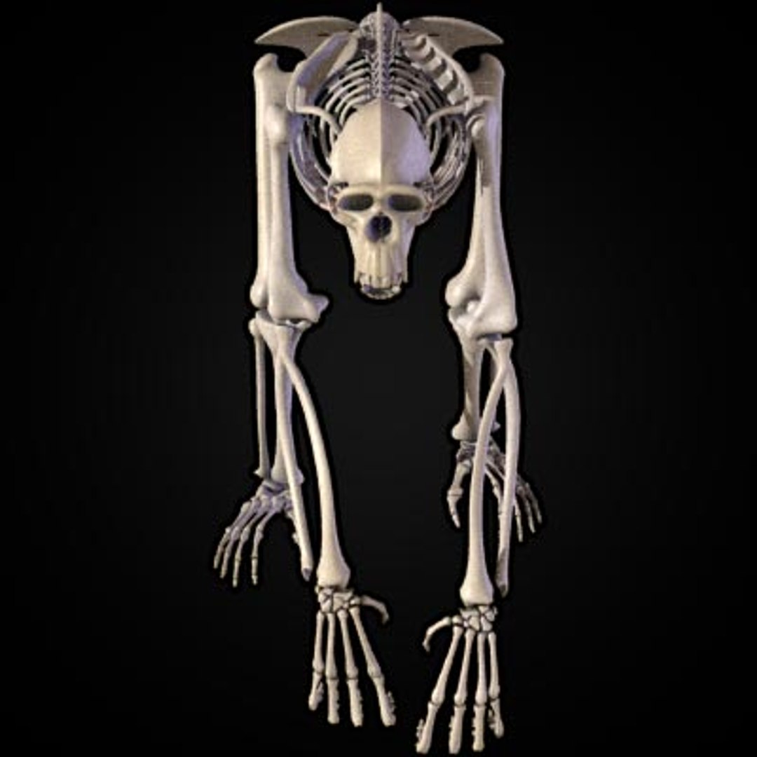 Chimpanzee Skeleton 3ds