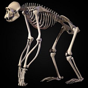 chimpanzee skeleton 3ds