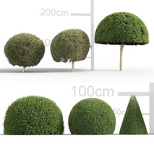 llex aquifolium - English holly 3D model