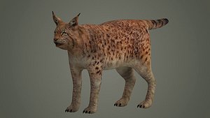 lynx lion lioness leopard animal wildlife bobcat animals
