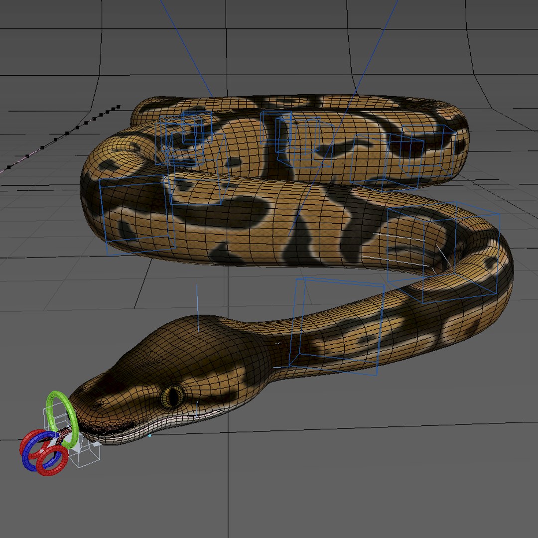 Max Normal Ball Python
