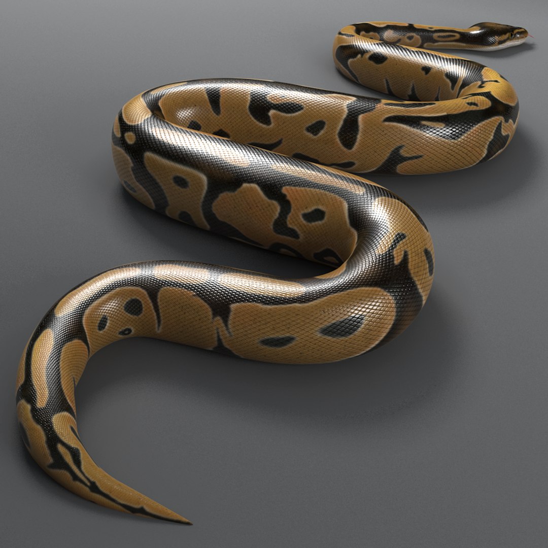 Max Normal Ball Python