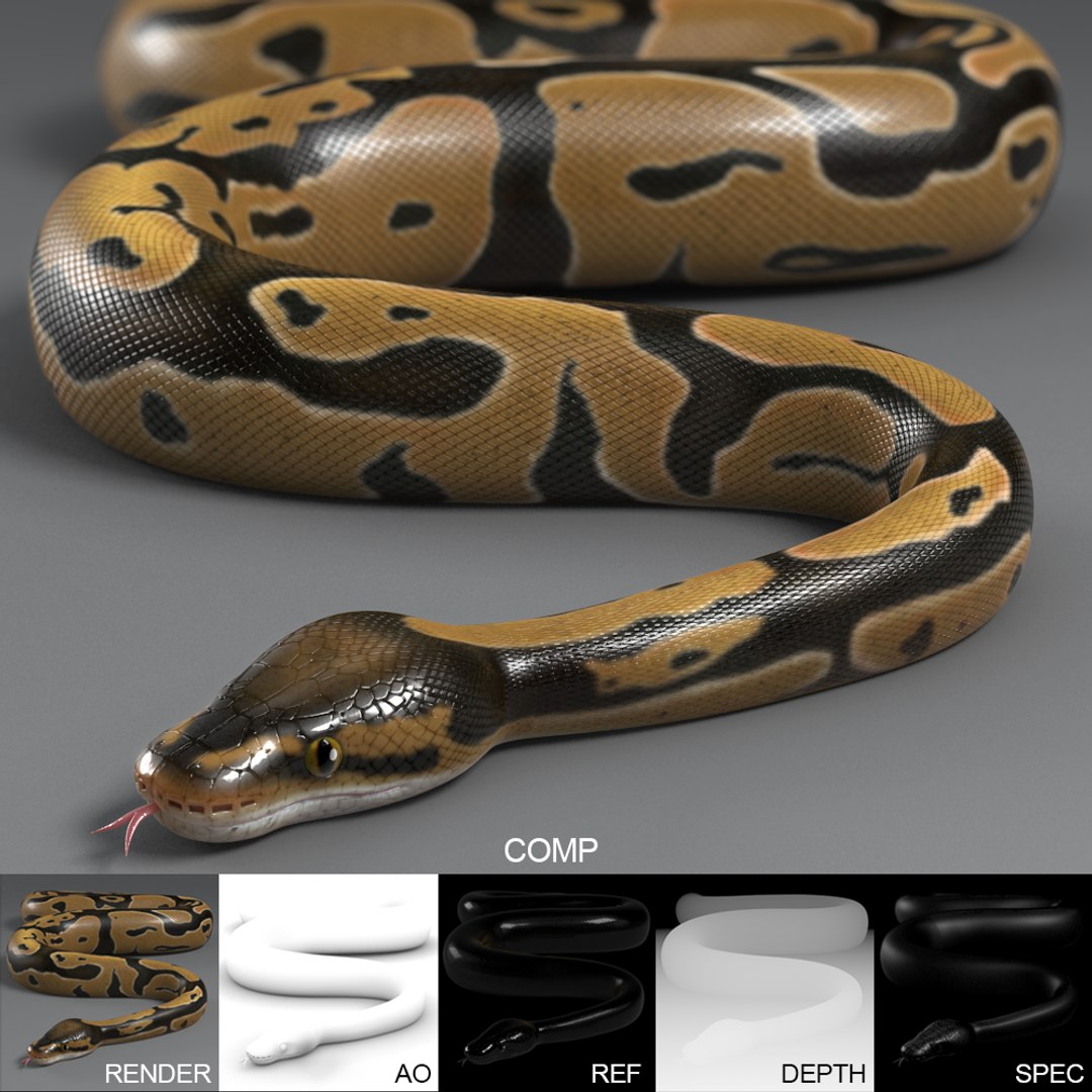Max Normal Ball Python