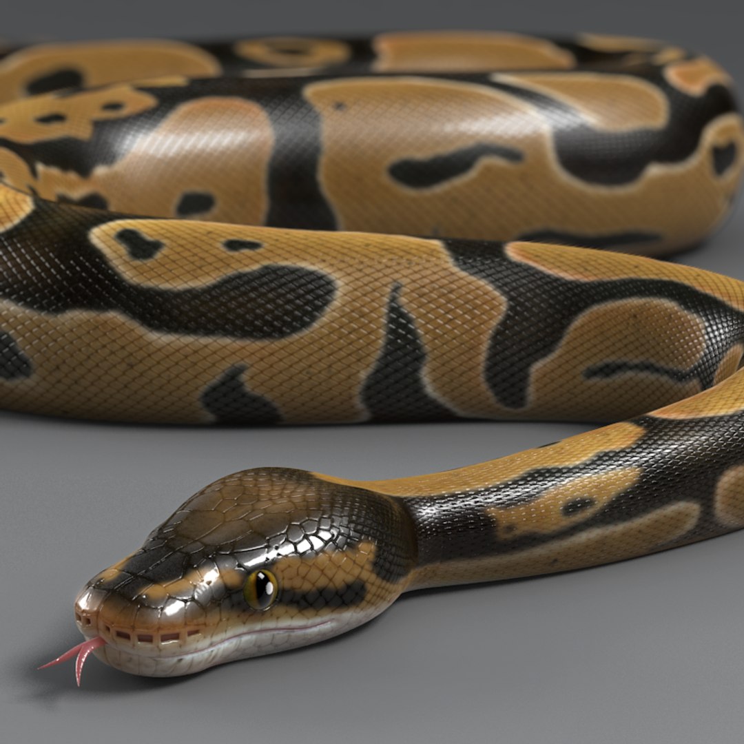Max Normal Ball Python