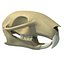 3d squirrel skull skeleton