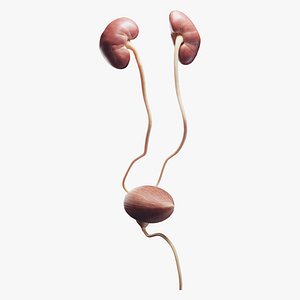 Human Urinary System