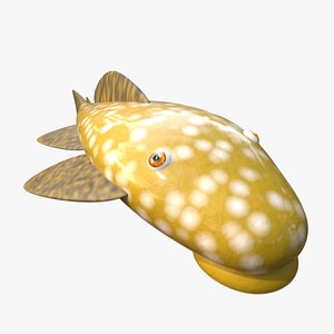 Bristlenose pleco catfish