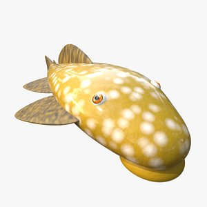 Bristlenose pleco catfish