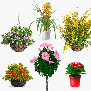 Blooming Flowers in Pot Collection 4