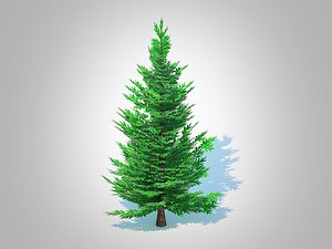 Abies fraseri- Fraser Fir -Small