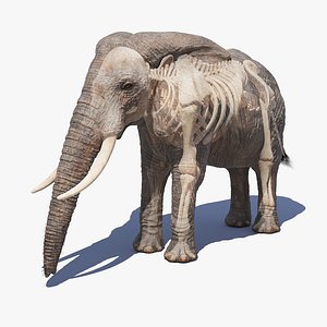 elephant skin skeleton 3D