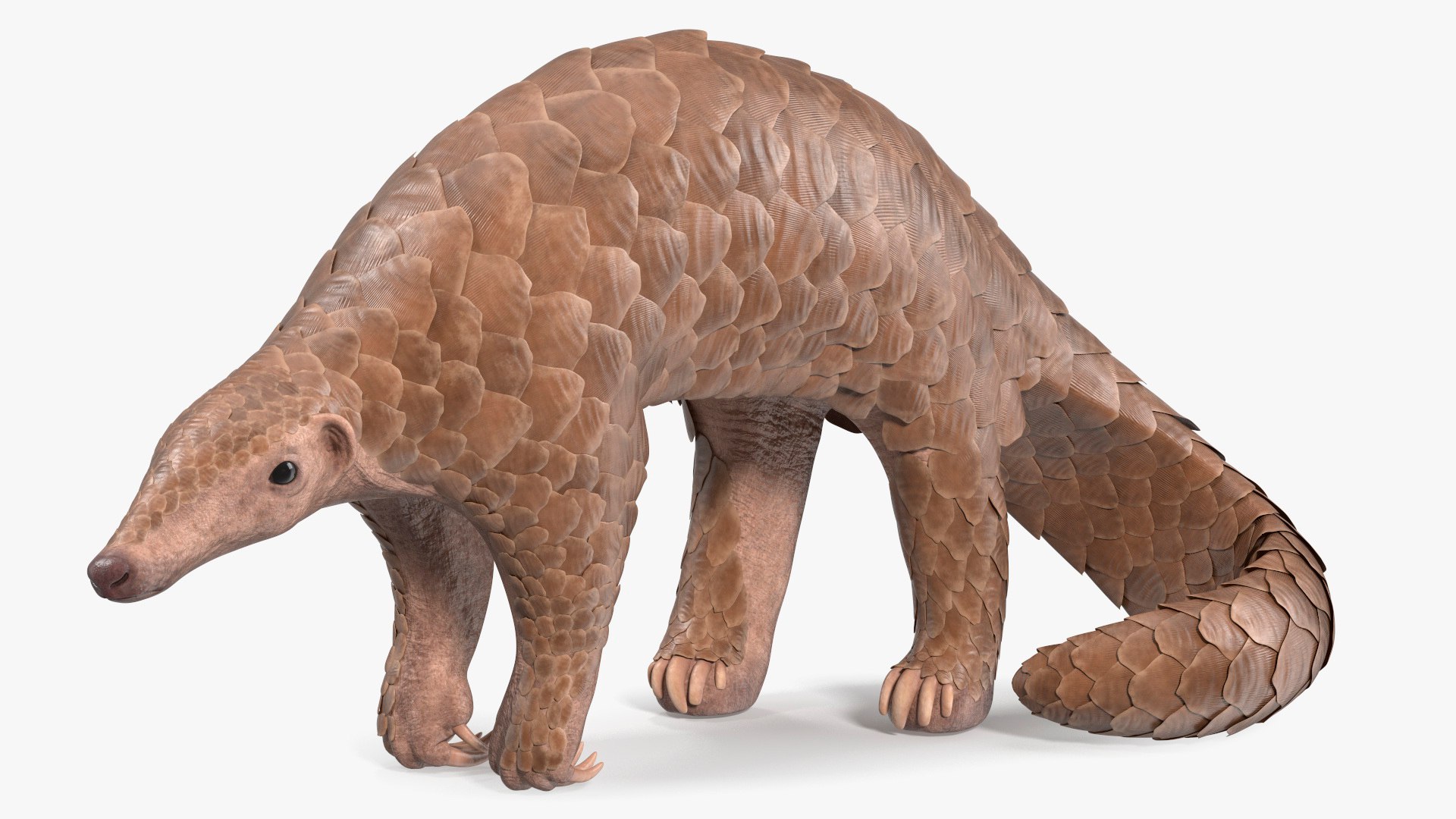 Pangolin Rigged for Cinema 4D 3D model preview