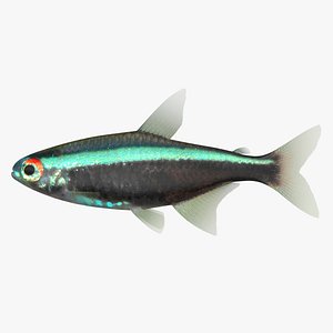 realistic neon tetra black 3D model