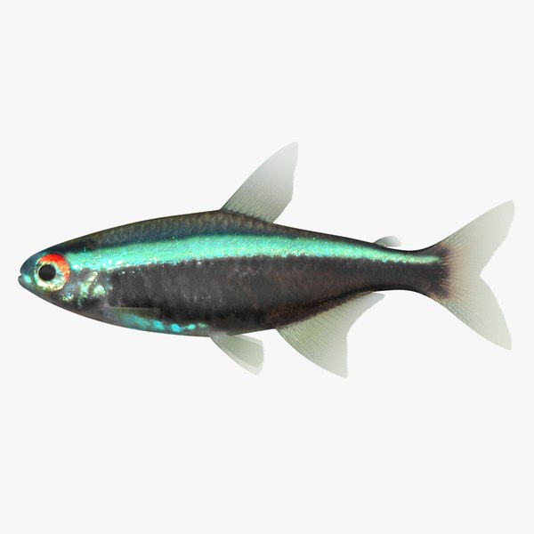 ryukingoldfish_rr00.jpg