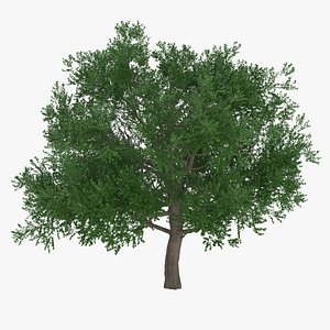 White Oak Tree 3D model