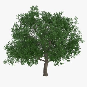 White Oak Tree