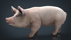 3D pig model