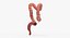 3D human large intestine anatomy