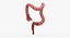 3D human large intestine anatomy
