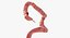 3D human large intestine anatomy