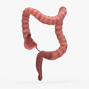 3D human large intestine anatomy