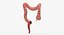 3D human large intestine anatomy