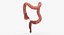 3D human large intestine anatomy