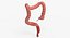 3D human large intestine anatomy