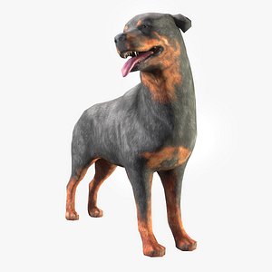 Rottweiler Animated 3D model