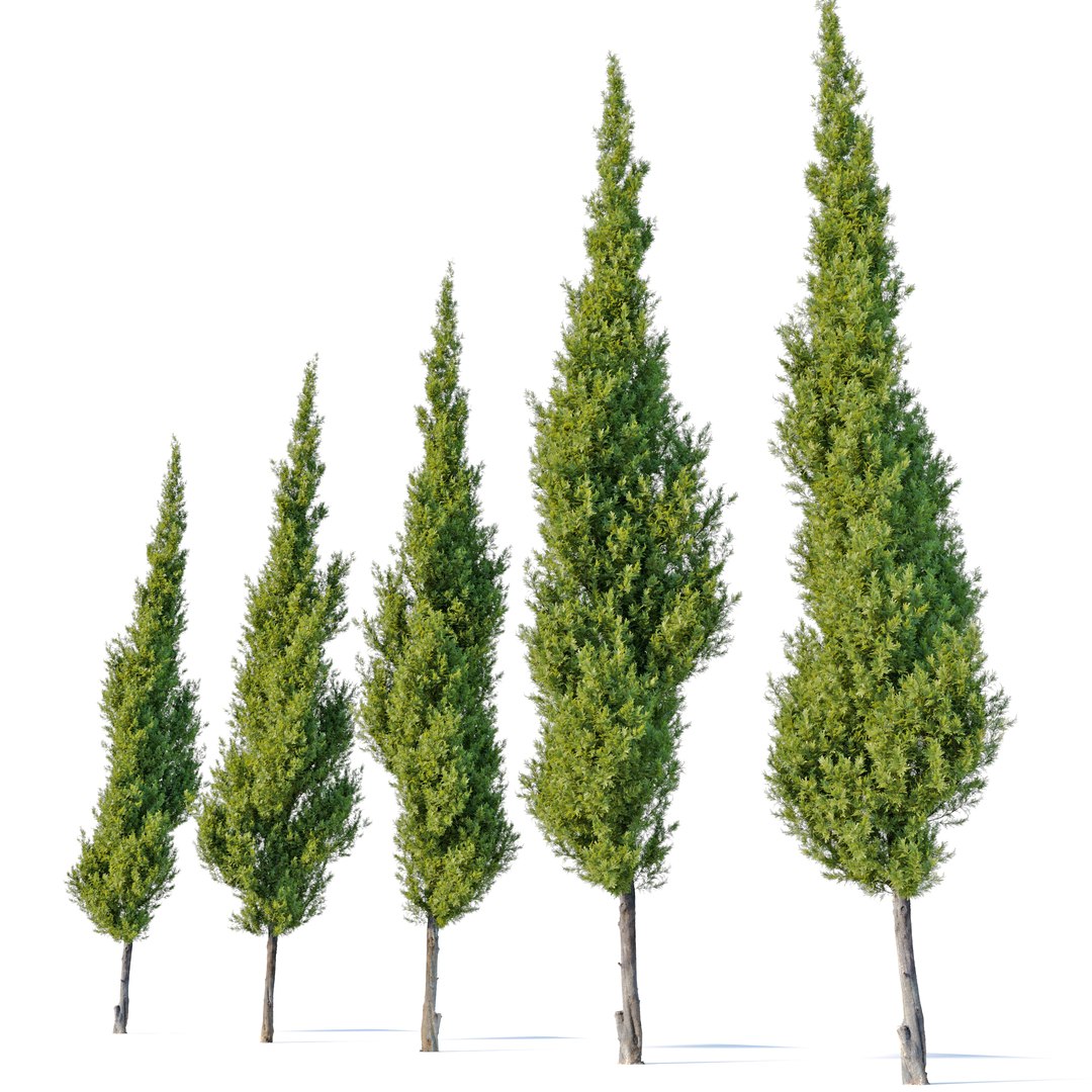 Eastern Red Cedar 3D Model - TurboSquid 1931280