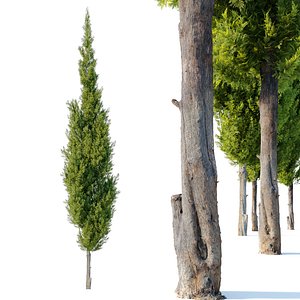Eastern red cedar 3D model