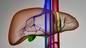 3d liver model