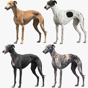 3D greyhound dogs
