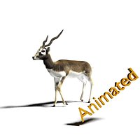 black buck