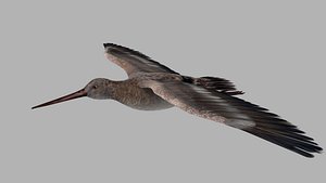 Snipe