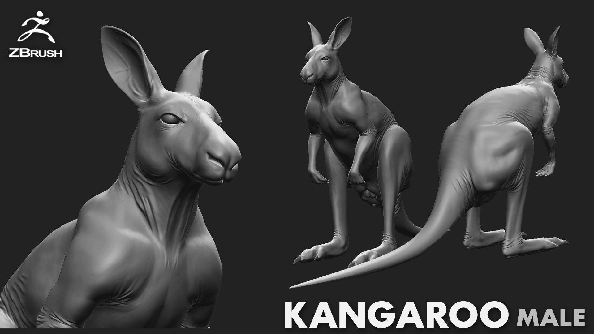 3D Kangaroo Family https://p.turbosquid.com/ts-thumb/MK/FuN1QY/uF/kangaroomale/jpg/1700225663/1920x1080/fit_q87/0b80dbea37ec773347cb29eeacf337c5829e10af/kangaroomale.jpg