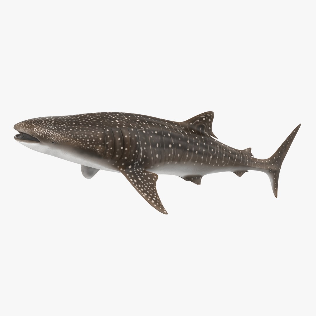 Whale Shark 3D model preview