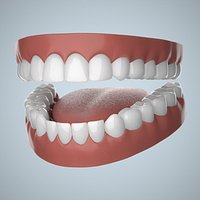 Human Teeth