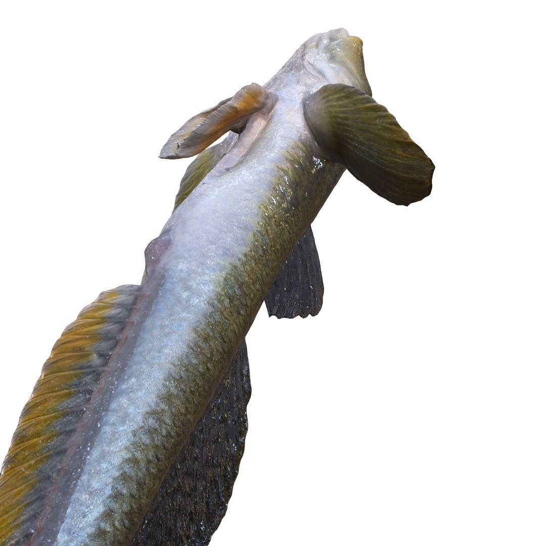3D HAZEKUCHI GIANT GOBY ACANTHOGOBIUS https://p.turbosquid.com/ts-thumb/MK/lGTzq1/4m/9/jpg/1742838708/1920x1080/fit_q87/d050fc9121fc3e5167a9c49f96c22c707dd6dce5/9.jpg
